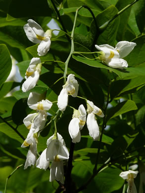 Kentucky Yellowwood