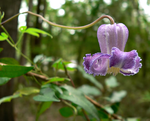 image of Clematis crispa, Southern Leatherflower, Marsh Clematis, Swamp Leatherflower, Blue Jasmine