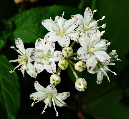 Speckled Wood-lily