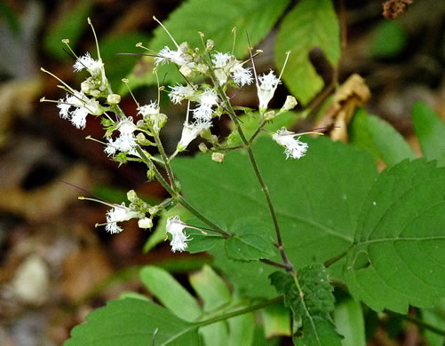 Collinsonia tuberosa, Tuberous Horsebalm, Stoneroot, Deepwoods Horsebalm