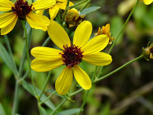 image of Coreopsis tripteris, Tall Coreopsis, Tall Tickseed, Threeleaf Tickseed