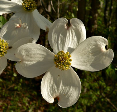 Flowering Dogwood