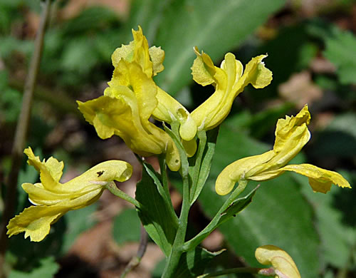 image of Corydalis flavula, Yellow Fumitory, Yellow Harlequin, Short-spurred Corydalis, Yellow Fumewort