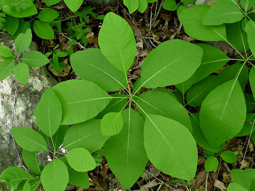 image of Cotinus obovata, American Smoketree