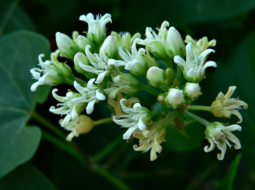 image of Cynanchum laeve, Bluevine, Sandvine, Honeyvine