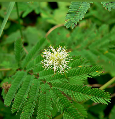 image of Desmanthus illinoensis, Illinois Bundleflower, Prairie Mimosa, Common Bundleflower