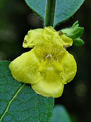 image of Dasistoma macrophyllum, Mullein Foxglove