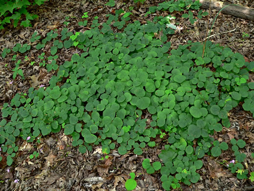 image of Desmodium rotundifolium, Roundleaf Tick-trefoil, Dollarleaf, Prostrate Tick-trefoil, Sessileleaf Tick-trefoil