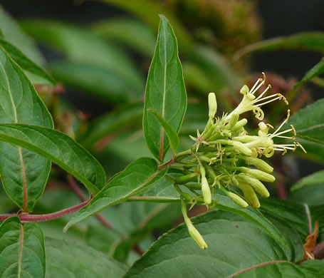 image of Diervilla sessilifolia, Smooth Southern Bush-honeysuckle