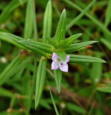 image of Hexasepalum teres, Poor-joe, Rough Buttonweed