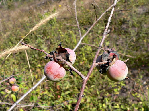 image of Diospyros virginiana, American Persimmon, Possumwood, Simmon