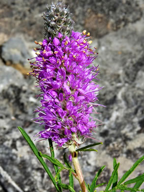 image of Dalea gattingeri, Gattinger's Prairie-clover, Purple-tassels