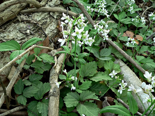 image of Cardamine diphylla, Broadleaf Toothwort, Crinkleroot, Pepperroot, Two-leaved Toothwort