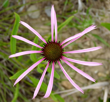 image of Echinacea simulata, Prairie Purple Coneflower, Wavyleaf Purple Coneflower, Glade Coneflower