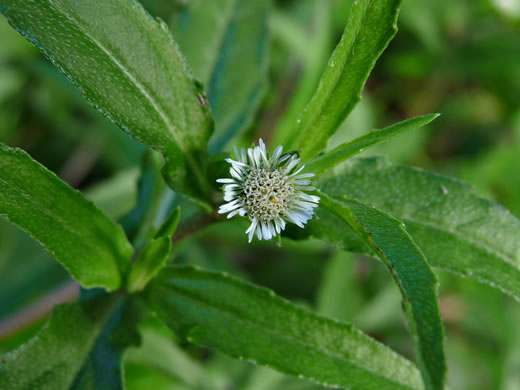 image of Eclipta prostrata, Eclipta, Pie-plant, Yerba-de-tajo, false daisy