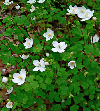 image of Enemion biternatum, False Rue-anemone, Isopyrum