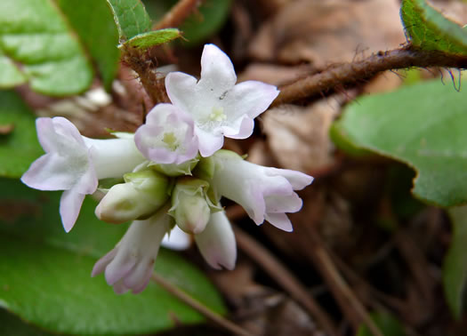 Trailing Arbutus