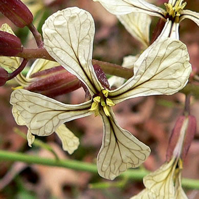 image of Eruca vesicaria ssp. sativa, Arugula, Garden Rocket, Rocket-salad, Salad-rocket