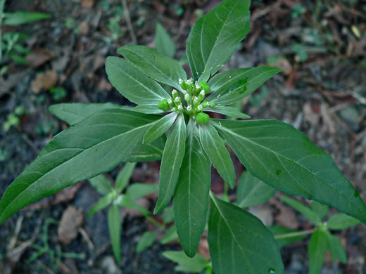 image of Euphorbia dentata, Painted Leaf, Wild Poinsettia, Green Poinsettia, Toothed Spurge