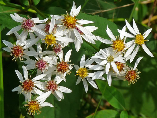 Eurybia divaricata, White Wood-aster, Woodland Aster, Common White Heart-leaved Aster