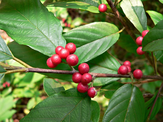 image of Frangula caroliniana, Carolina Buckthorn, Polecat-tree, Indian Currant, Indian-cherry