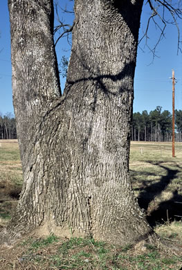 image of Fraxinus pennsylvanica, Green Ash, Red Ash