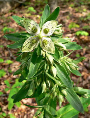 image of Frasera caroliniensis, American Columbo