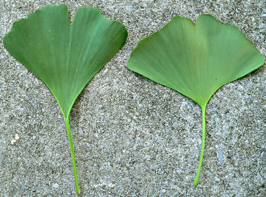 image of Ginkgo biloba, Ginkgo, Maidenhair Tree