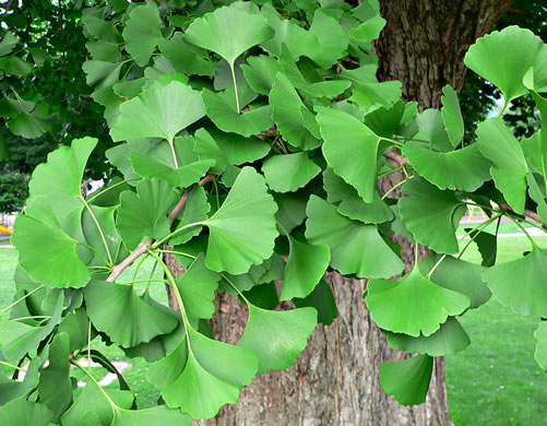 image of Ginkgo biloba, Ginkgo, Maidenhair Tree