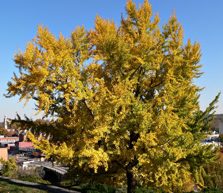 image of Ginkgo biloba, Ginkgo, Maidenhair Tree