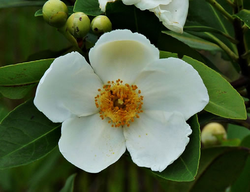 image of Gordonia lasianthus, Loblolly Bay, Gordonia