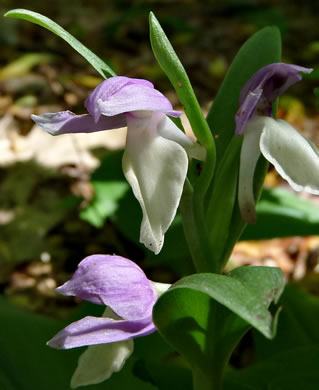 image of Galearis spectabilis, Showy Orchis