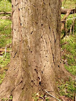 image of Gleditsia triacanthos, Honey Locust