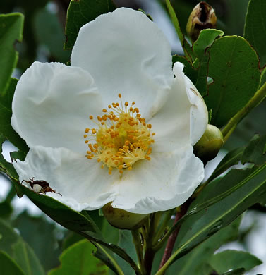 image of Gordonia lasianthus, Loblolly Bay, Gordonia