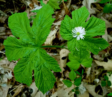 image of Hydrastis canadensis, Goldenseal