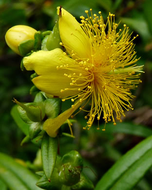 image of Hypericum densiflorum, Mountain Bushy St. Johnswort, Dense-flowered St. Johnswort