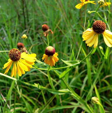 image of Helenium flexuosum, Purplehead Sneezeweed, Southern Sneezeweed