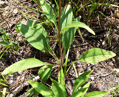 image of Helianthus occidentalis ssp. occidentalis, Naked-stem Sunflower, Fewleaf Sunflower, Western Sunflower