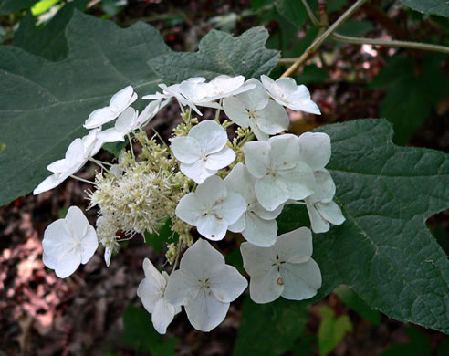 image of Hydrangea quercifolia, Oakleaf Hydrangea