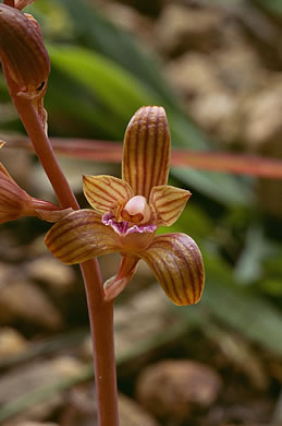 image of Hexalectris spicata, Crested Coralroot, Spiked Crested Coralroot, Brunetta