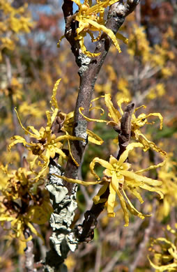 image of Hamamelis virginiana var. virginiana, Northern Witch-hazel