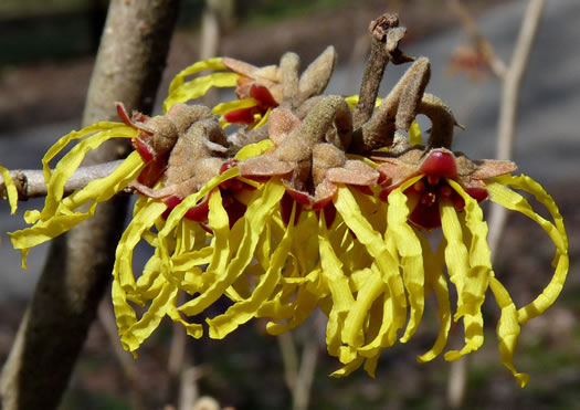 image of Hamamelis vernalis, Ozark Witch-hazel, Vernal Witch-hazel, Springtime Witch-hazel