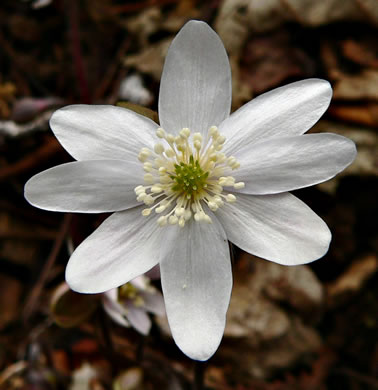 Sharp-lobed Hepatica