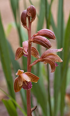 image of Hexalectris spicata, Crested Coralroot, Spiked Crested Coralroot, Brunetta