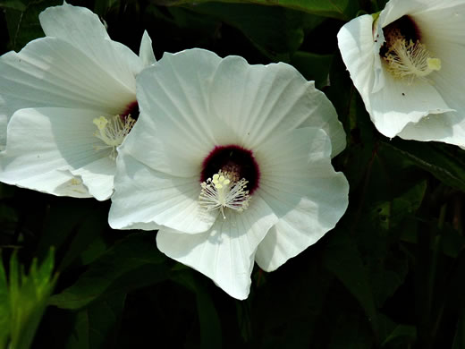 image of Hibiscus moscheutos, Swamp Rosemallow, Eastern Rosemallow, Wild Cotton