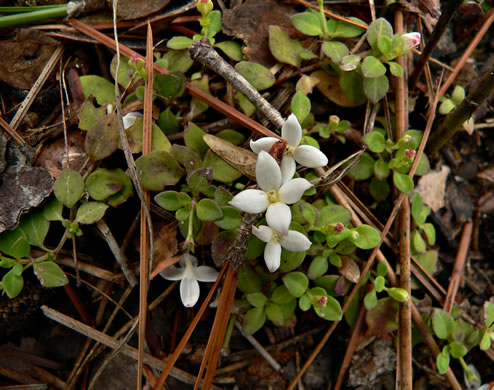 Creeping Bluet