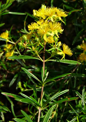 image of Hypericum interior, Interior Bushy St. Johnswort