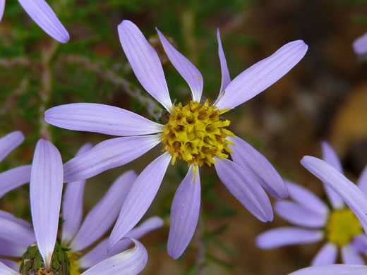 image of Ionactis linariifolia, Stiffleaf Aster, Flaxleaf Aster, Spruce Aster