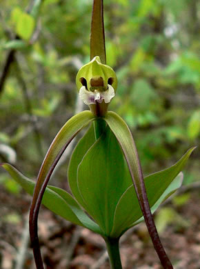 image of Isotria verticillata, Large Whorled Pogonia, Large Five-leaves