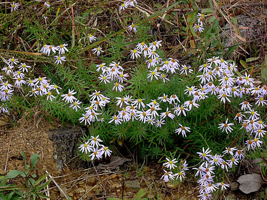 image of Ionactis linariifolia, Stiffleaf Aster, Flaxleaf Aster, Spruce Aster